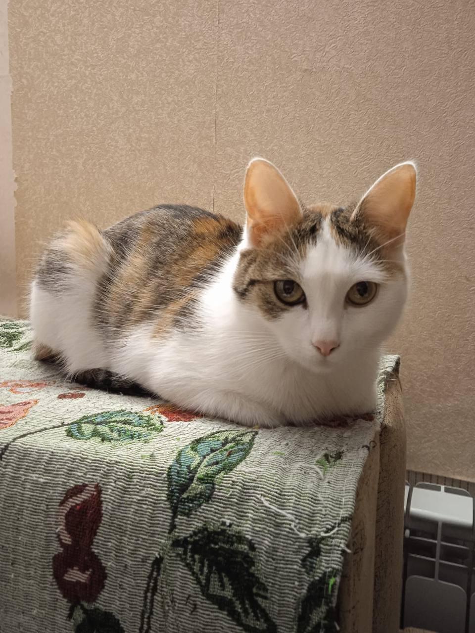 Поиск передержки или дома для кошечек - Животные в Саратов