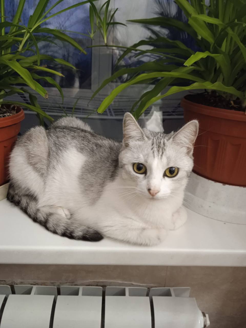 Поиск передержки или дома для кошечек - Животные в Саратов - фото 3