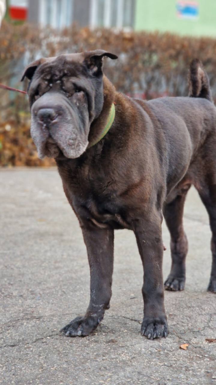 Потерянный шарпей ищет хозяина - Животные в Тольятти