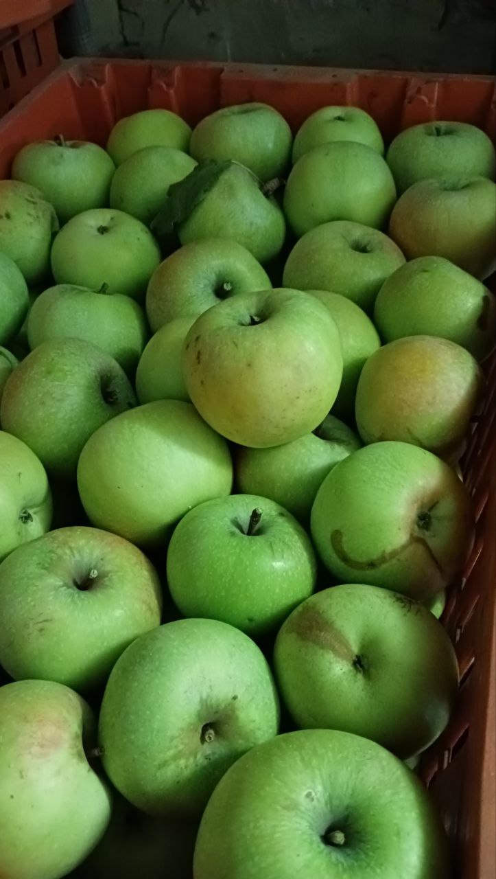 Орловский синап яблоки - Для дома и дачи в Тольятти