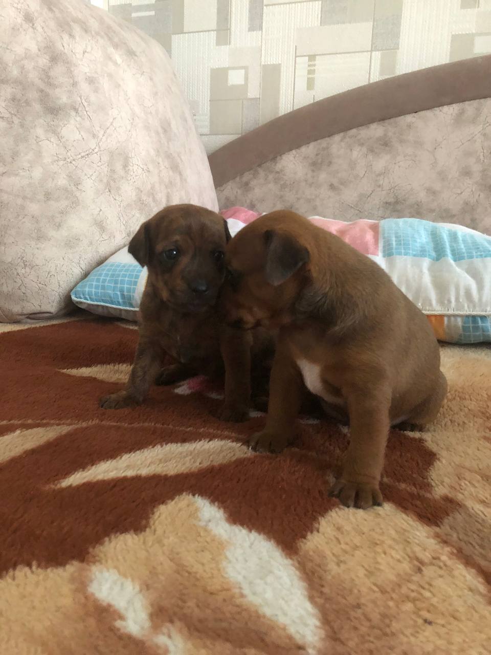 Щеночки американского терьера - Животные в Тольятти