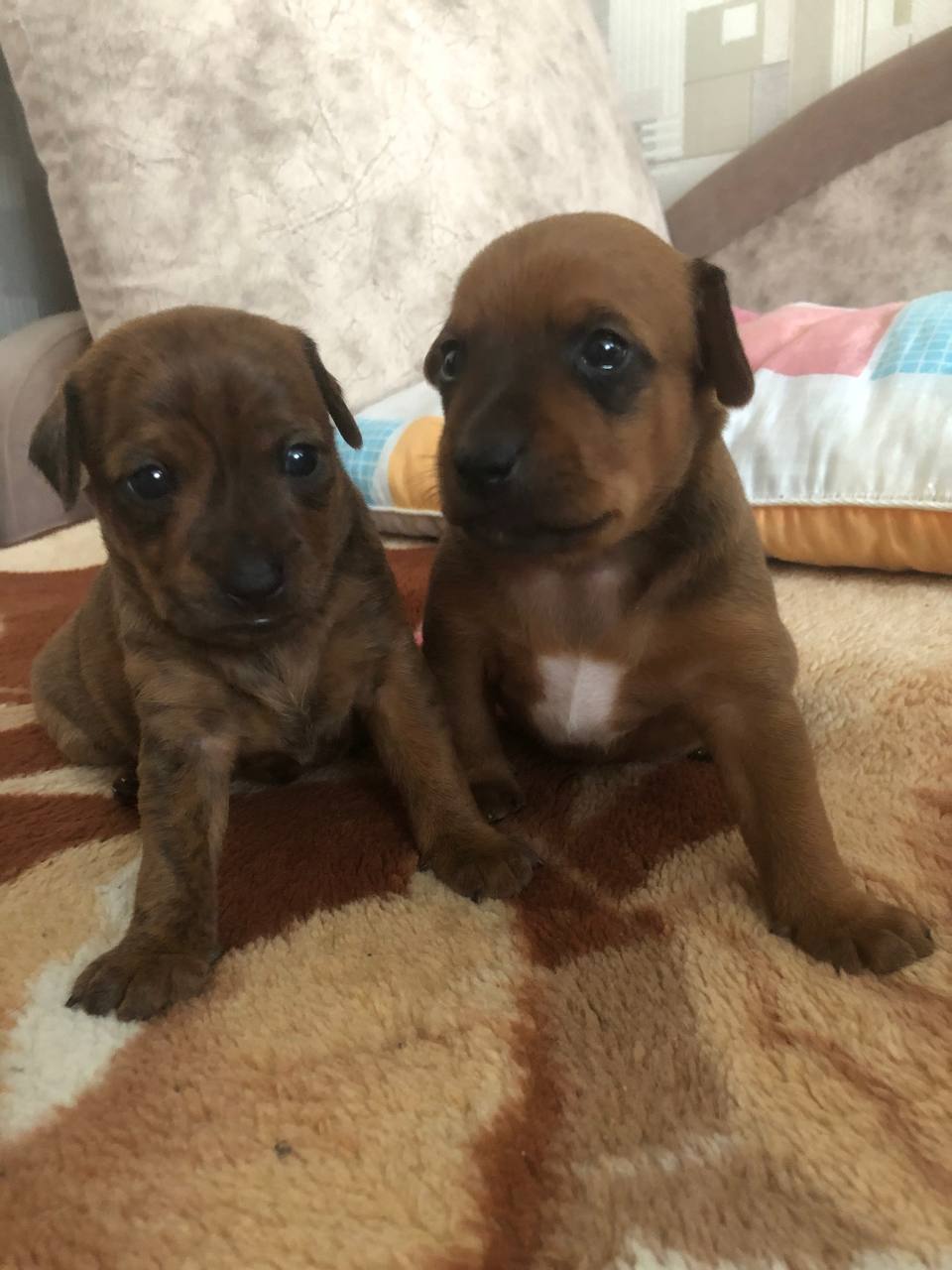 Щеночки американского терьера - Животные в Тольятти - фото 3