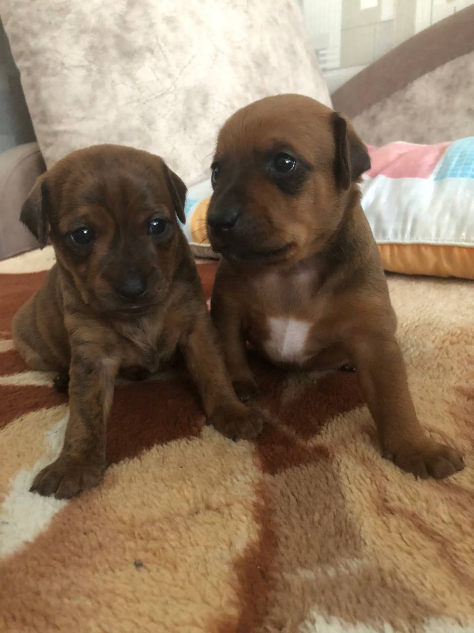 Щеночки американского терьера - Животные в Тольятти - фото 4