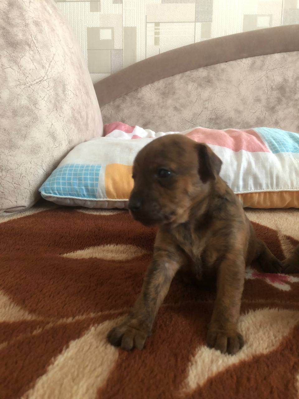 Щеночки американского терьера - Животные в Тольятти - фото 5