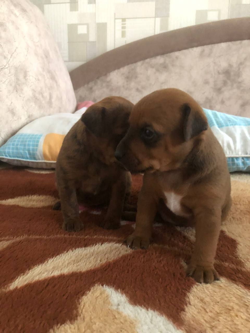 Щеночки американского терьера - Животные в Тольятти - фото 6