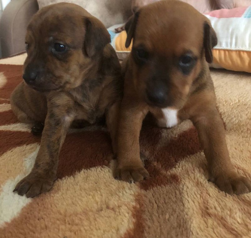 Щеночки американского терьера - Животные в Тольятти - фото 7