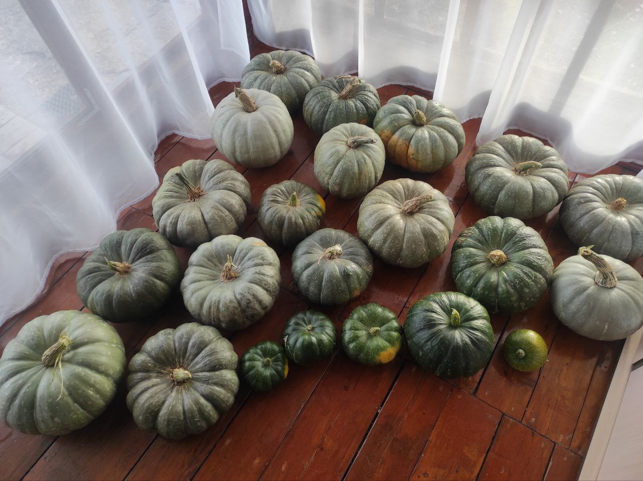 Продам тыкву - Для дома и дачи в Тольятти