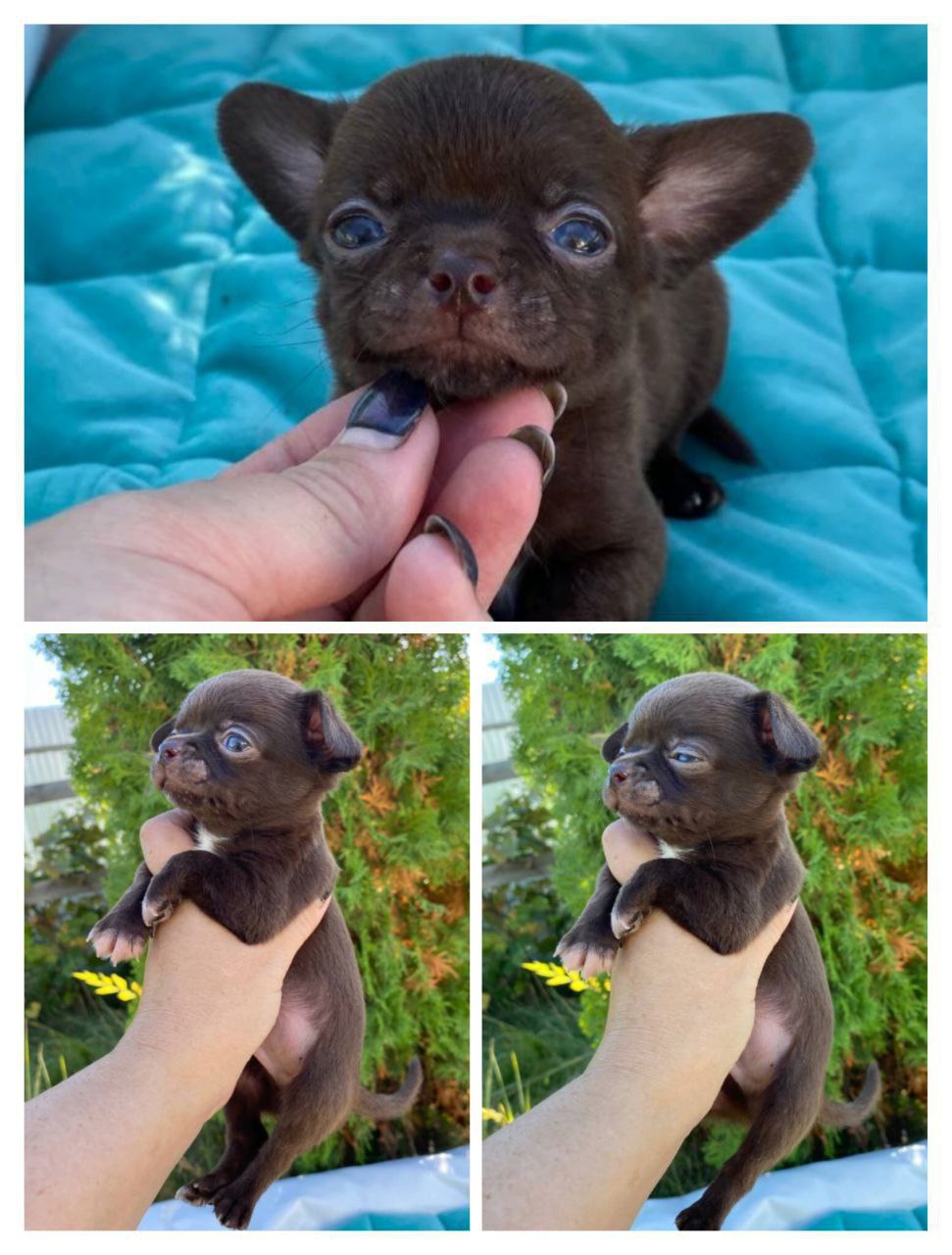 Продам щенка чихуахуа - Животные в Тольятти