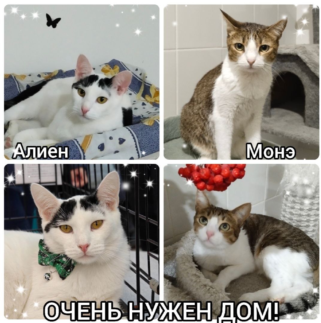 АЛИЕН и МОНЭ - коты из приюта Кошкин дом - Животные в Тольятти