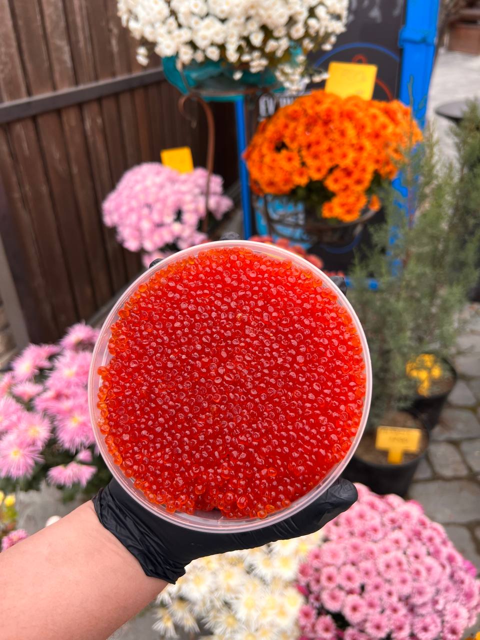 Свежая рыба и икра в наличии - Хобби и отдых в Новороссийск - фото 3