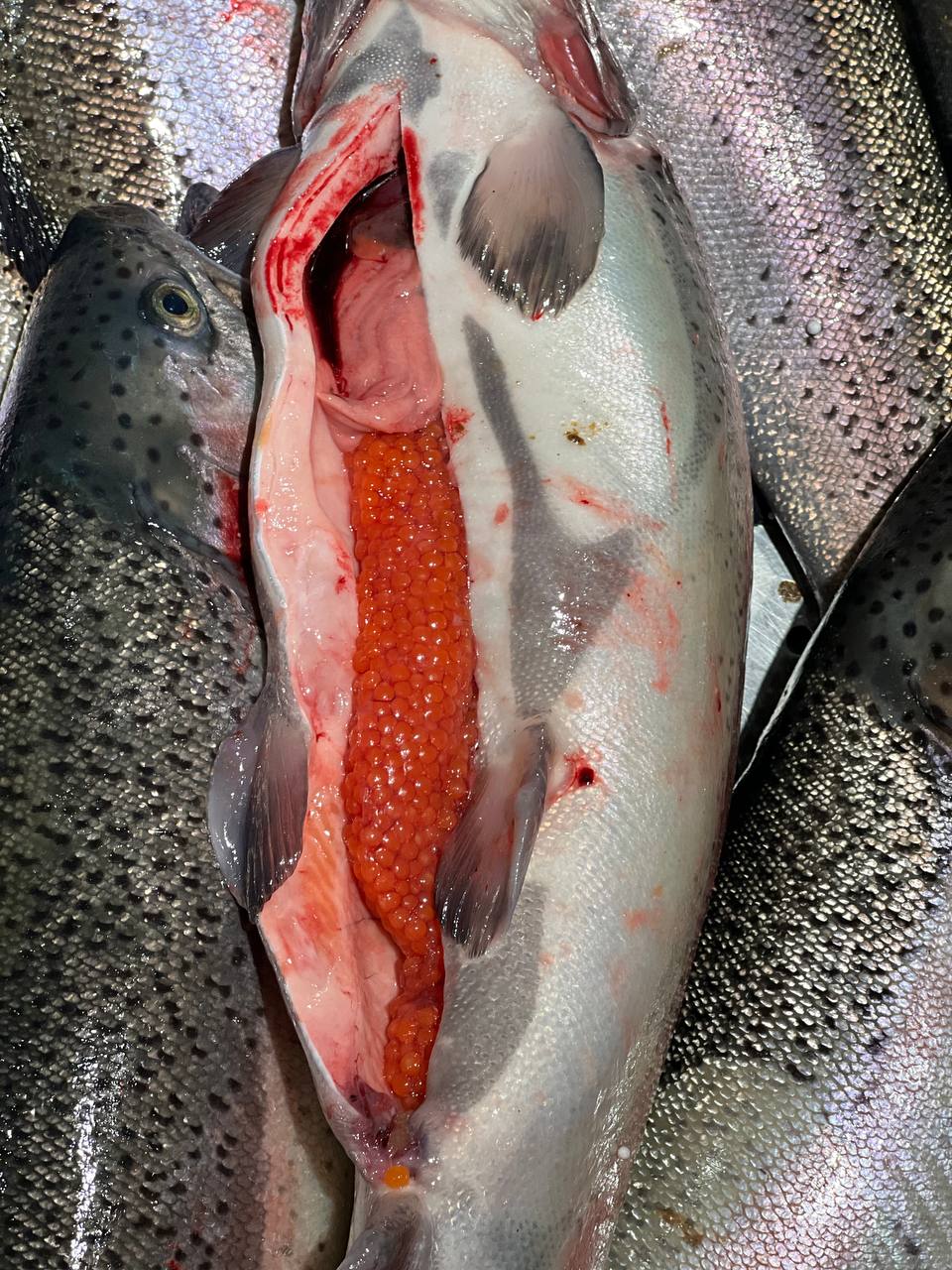 Свежая рыба и икра в наличии - Хобби и отдых в Новороссийск - фото 4