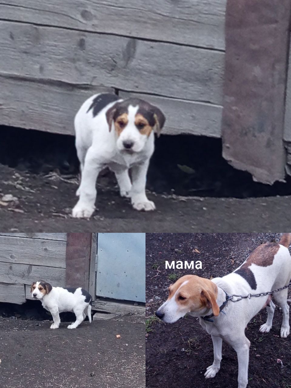 Отдам щенка мальчика - Животные в Южно-Сахалинск