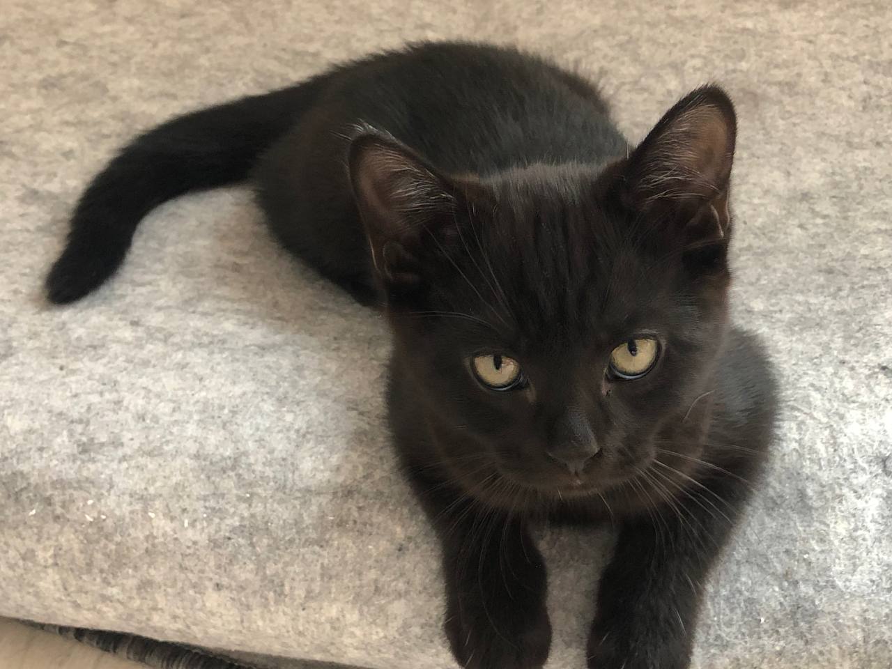 Котята шотландской вислоухой - Животные в Воронеж