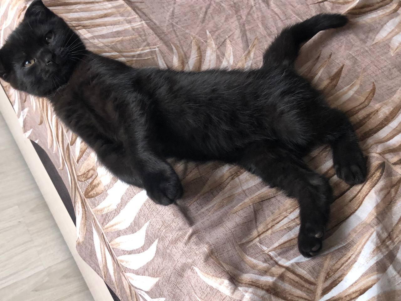 Котята шотландской вислоухой - Животные в Воронеж - фото 4