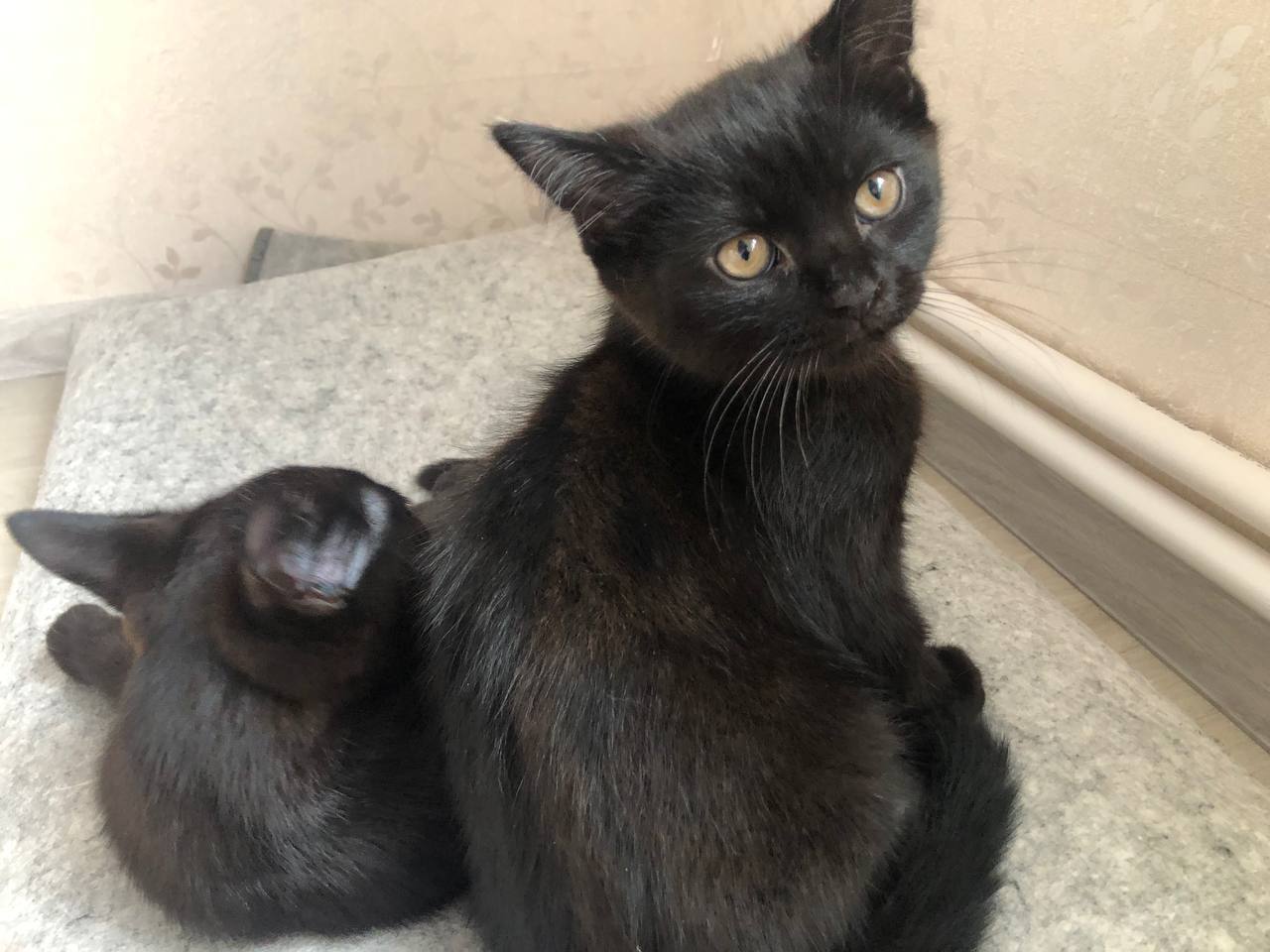 Котята шотландской вислоухой - Животные в Воронеж - фото 5