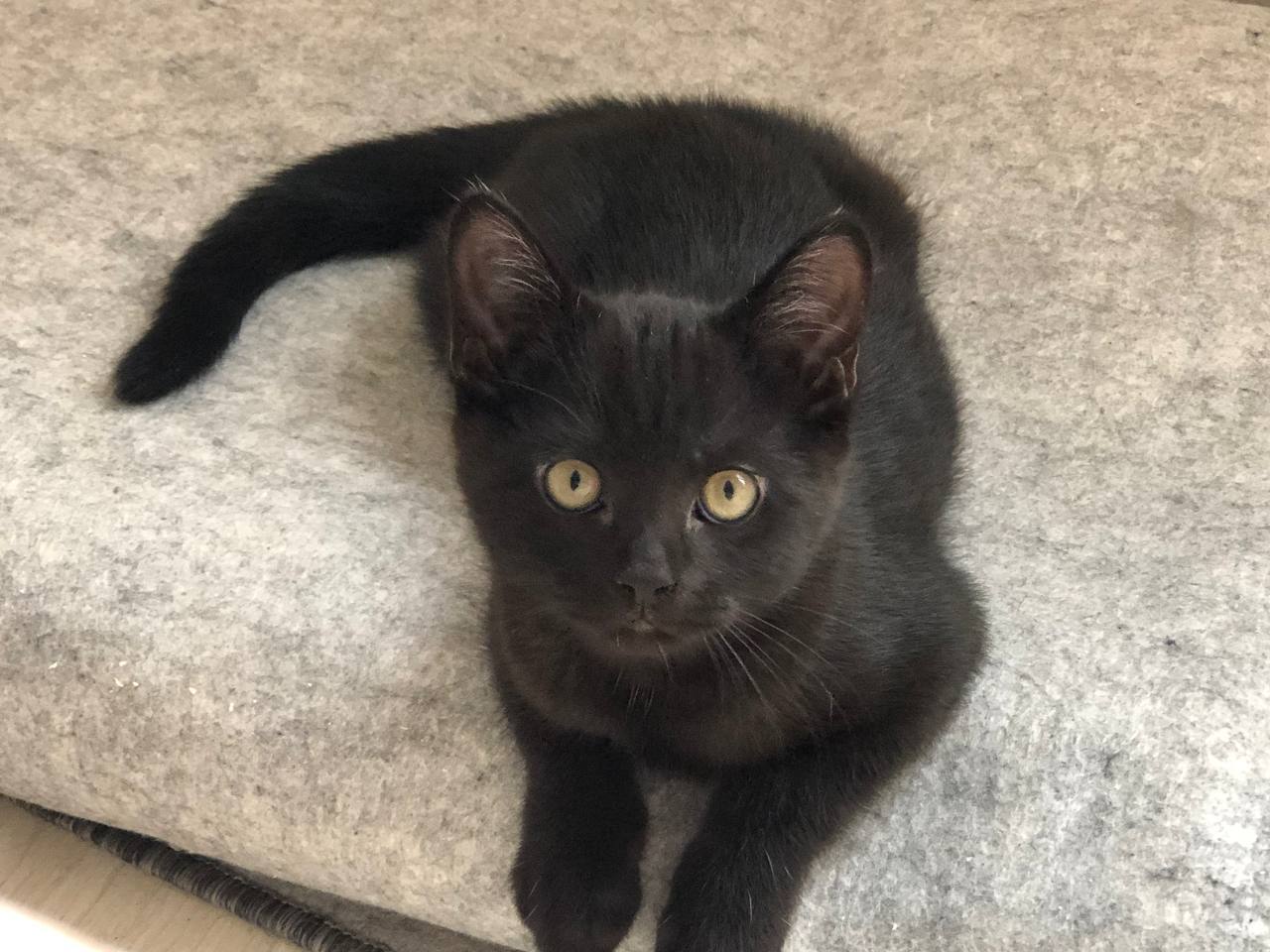 Котята шотландской вислоухой - Животные в Воронеж - фото 7