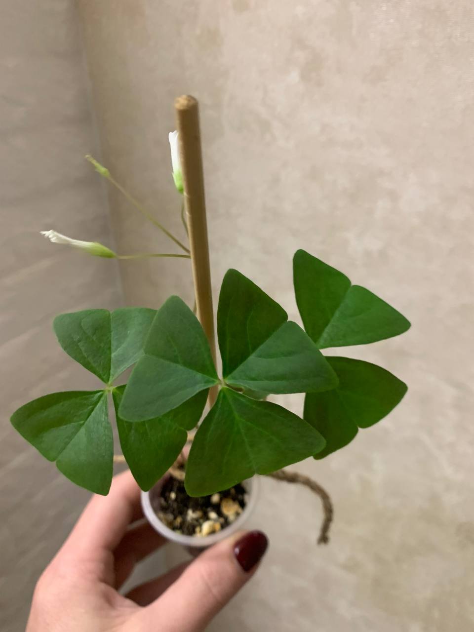 Кислица или Оксалис - частное объявление в Подольск