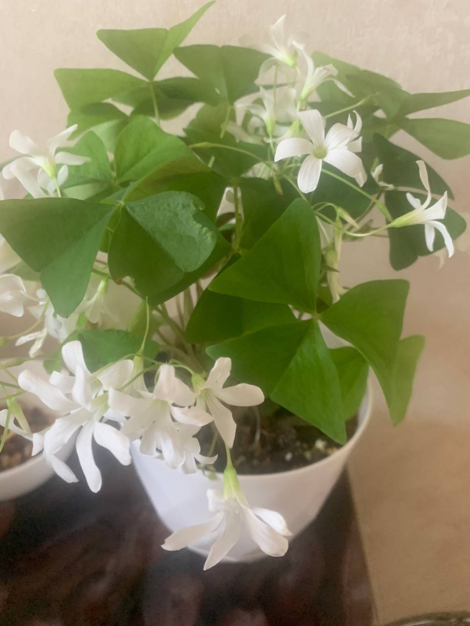 Кислица или Оксалис - Хобби и отдых в Подольск - фото 2