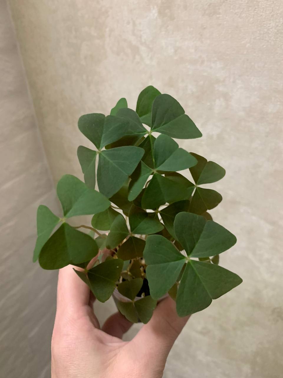 Кислица или Оксалис - Хобби и отдых в Подольск - фото 3