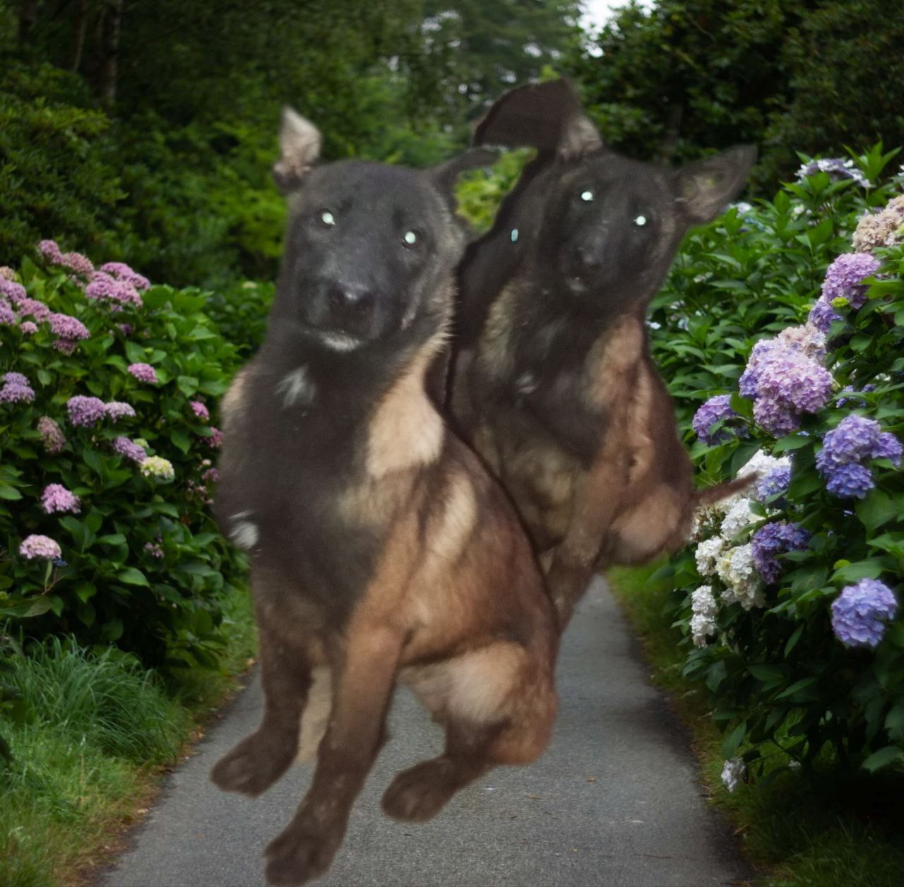 Продажа щенков Бельгийской овчарки Малинуа - Животные в Ульяновск