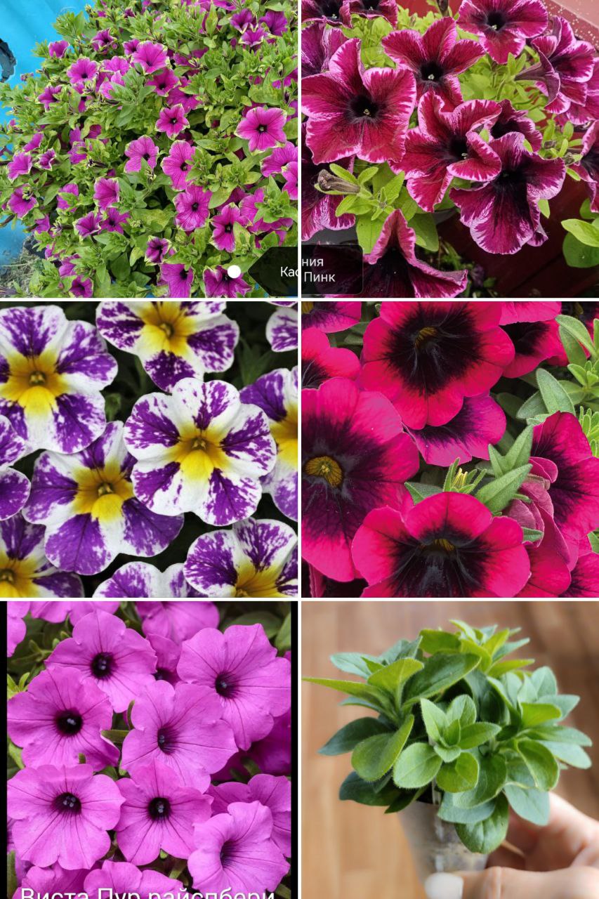 Укорененные черенки вегетативных растений - частное объявление в Ульяновск