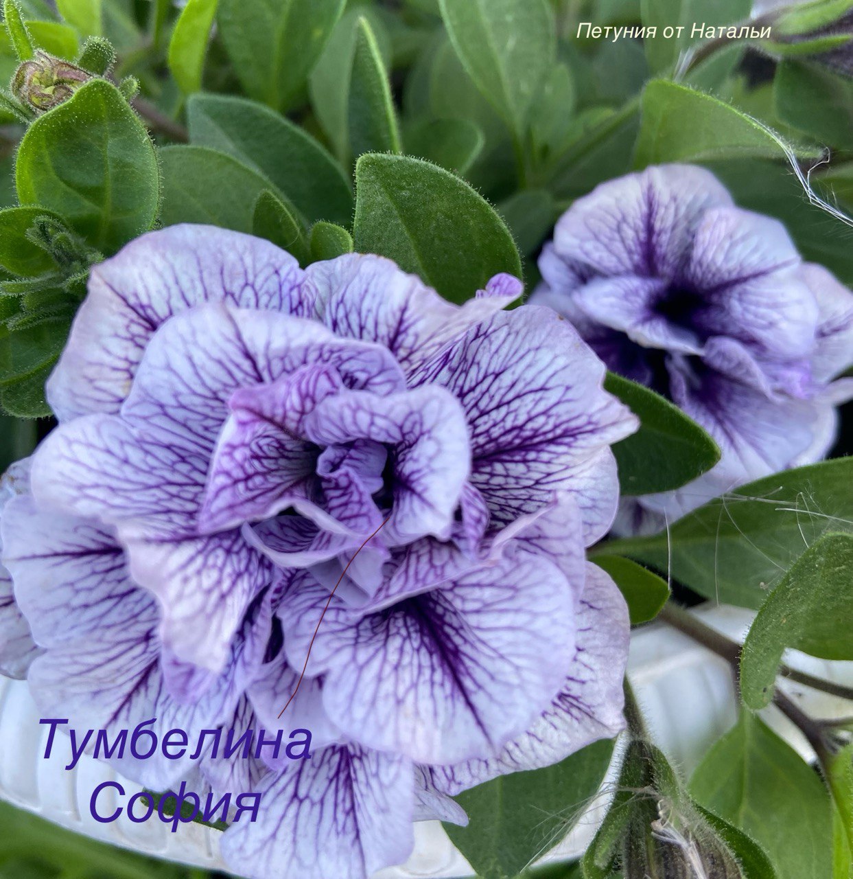 Укорененный черенок вегетативной петунии - частное объявление в Ульяновск