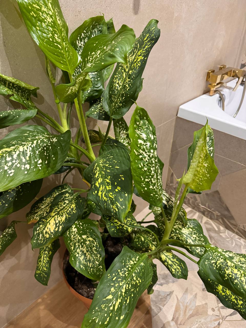 Продам диффенбахию - частное объявление в Ульяновск