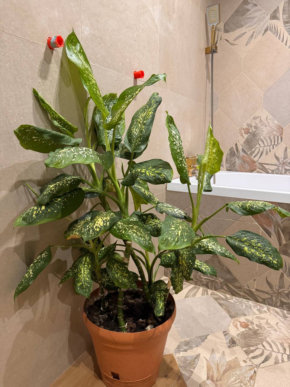 Продам диффенбахию - Хобби и отдых в Ульяновск - фото 2