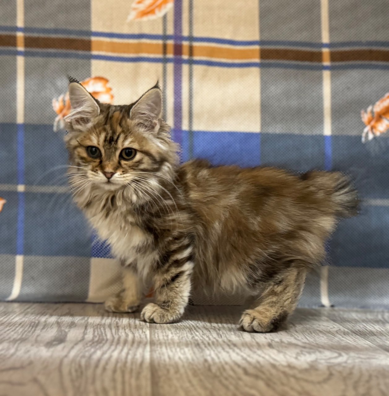 Котята породы курильский бобтейл - Животные в Ульяновск - фото 3