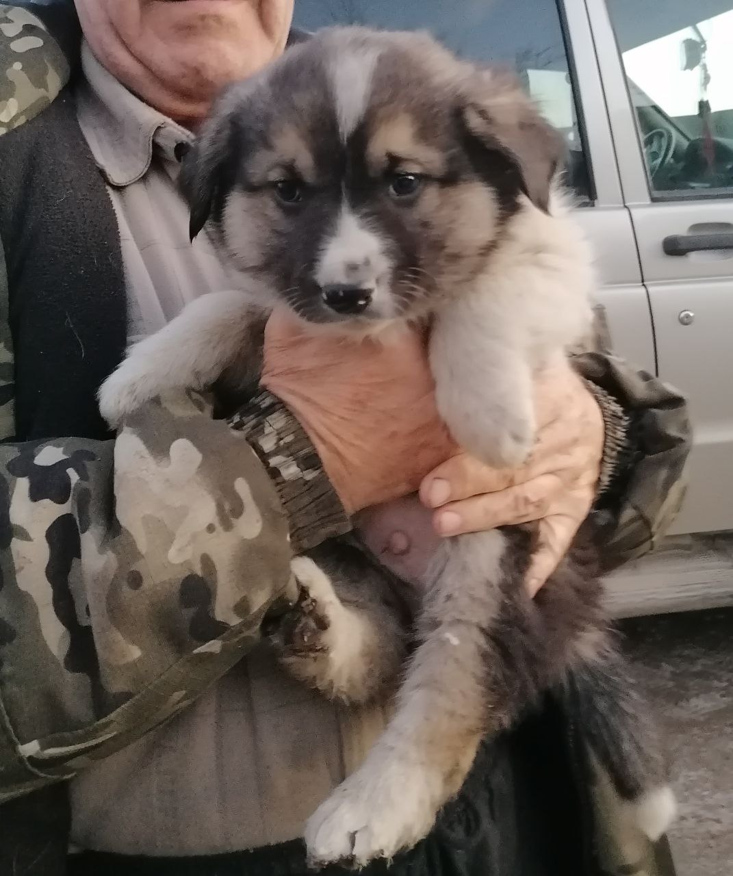 Мухтар в поисках дома - частное объявление в Чита