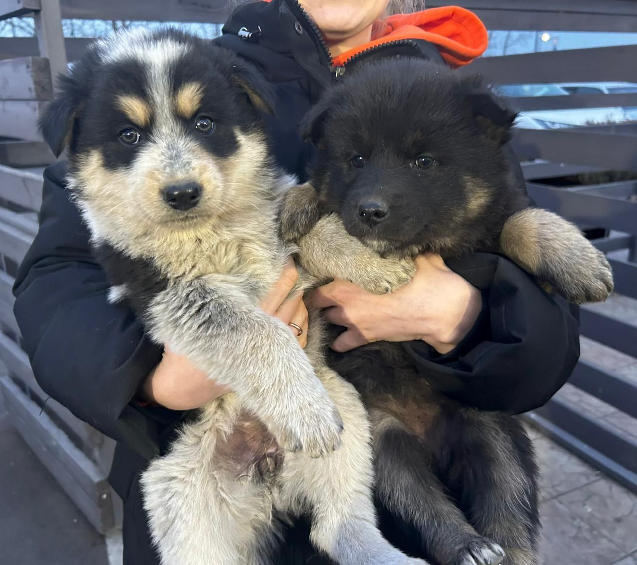 Срочно! Малышей выкинули из машины в Угдане - Животные в Чита