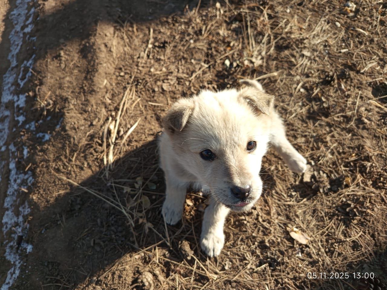 Отдам котенка в добрые руки - Животные в Чита