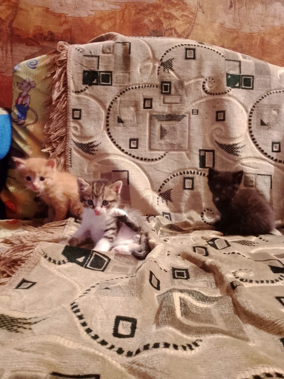 Отдам котят в хорошие руки - Животные в Чита