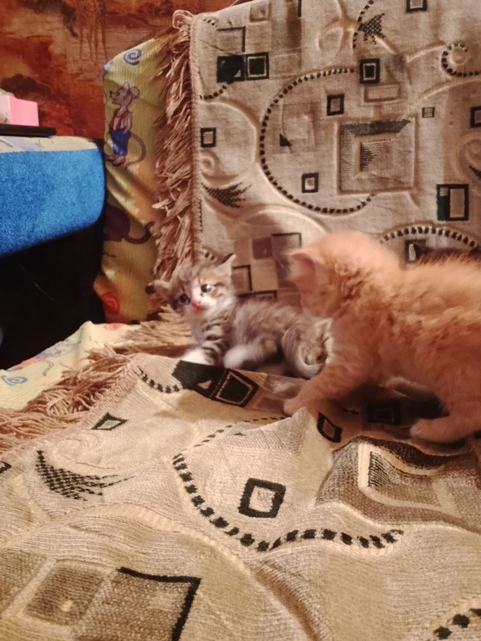 Отдам котят в хорошие руки - Животные в Чита - фото 2