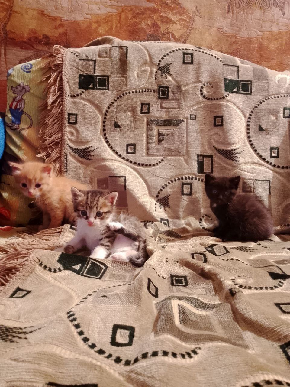 Отдам котят в хорошие руки - Животные в Чита - фото 3