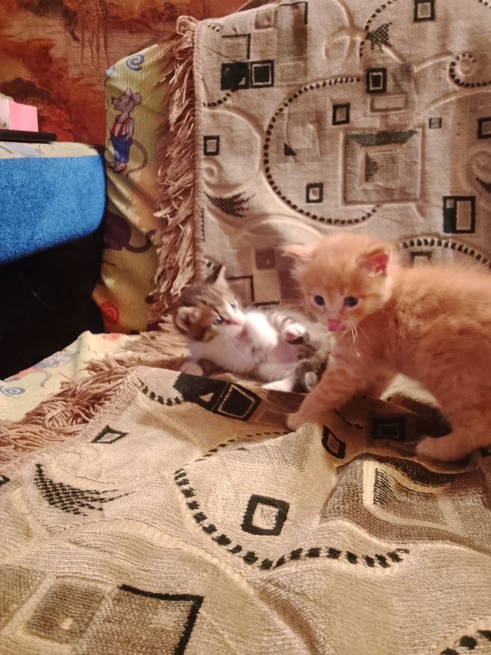 Отдам котят в хорошие руки - Животные в Чита - фото 4