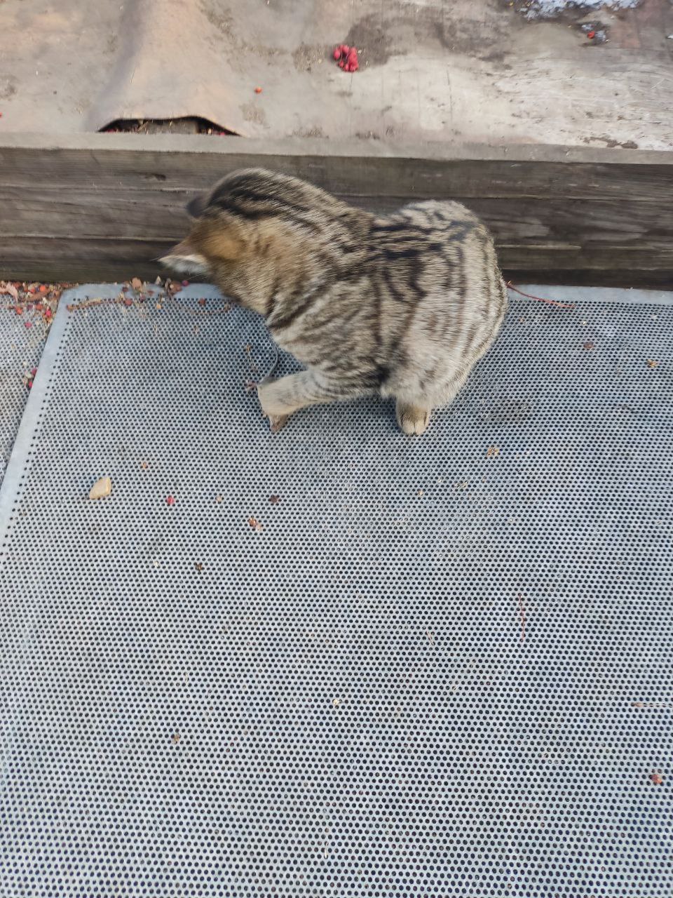 Отдам в добрые руки девочку охотницу - Животные в Чита