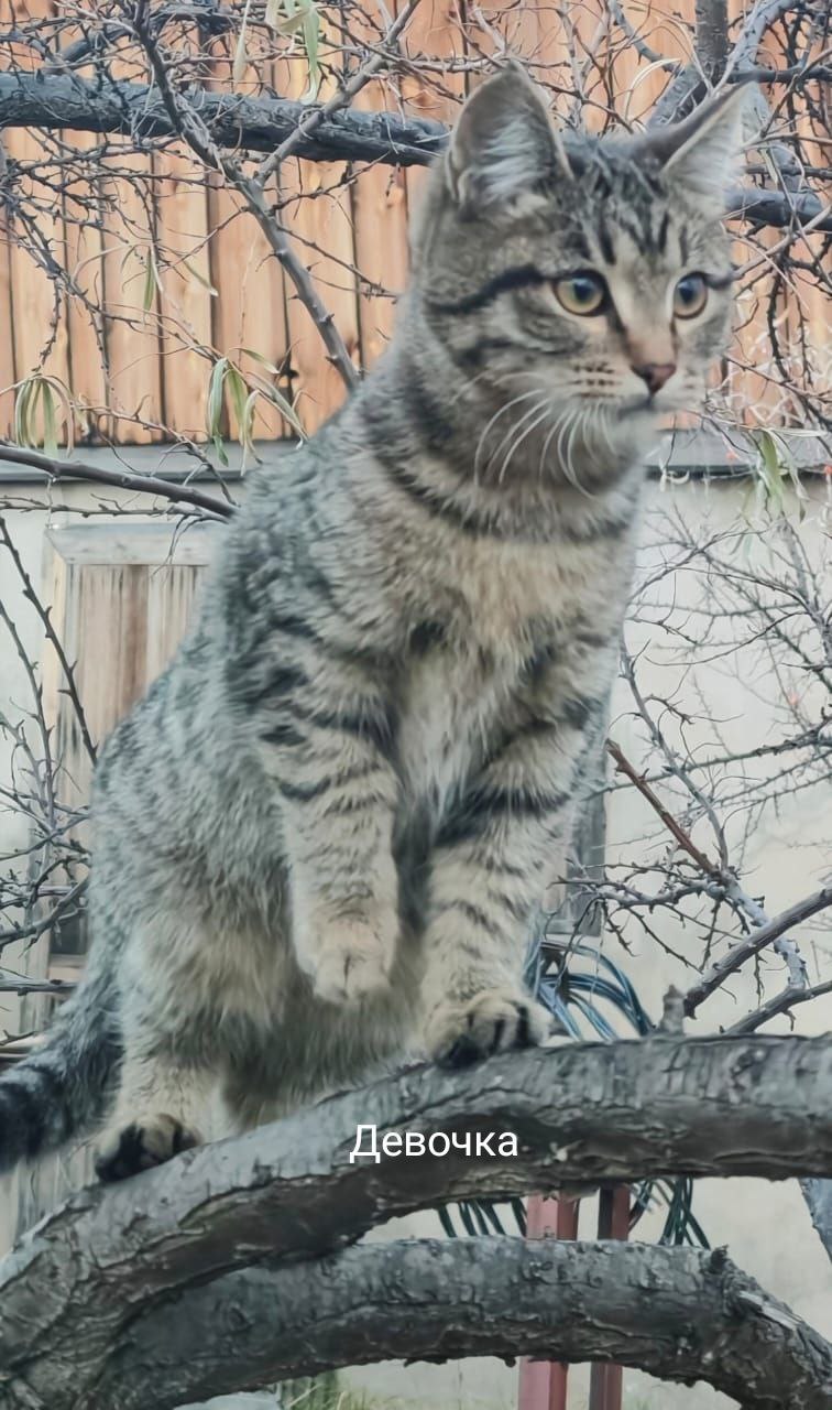 Отдам в добрые руки девочку охотницу - Животные в Чита - фото 2