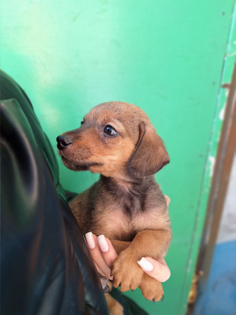 Щенок ищет любящую семью - Животные в Чита