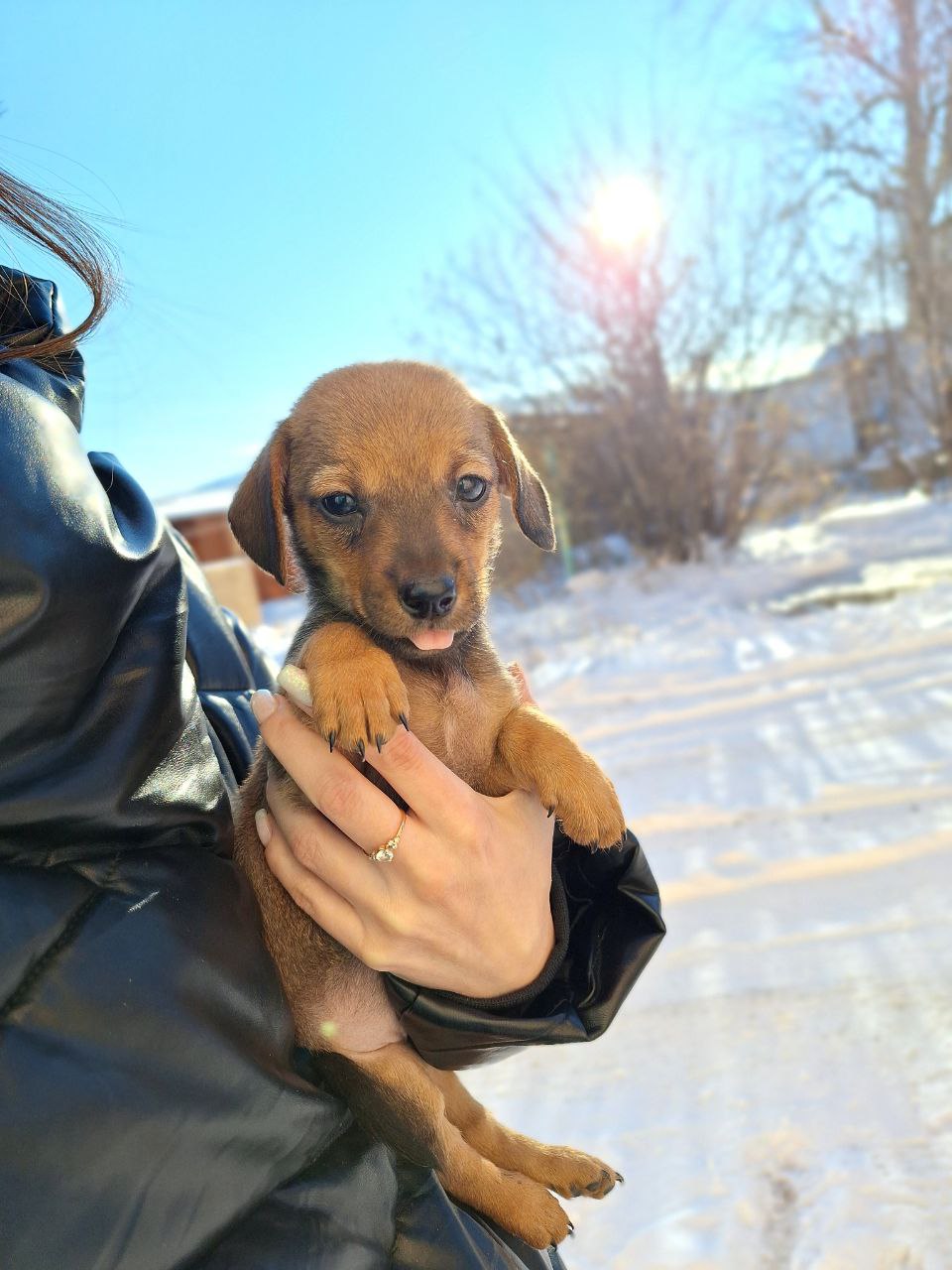 Щенок ищет любящую семью - Животные в Чита - фото 3