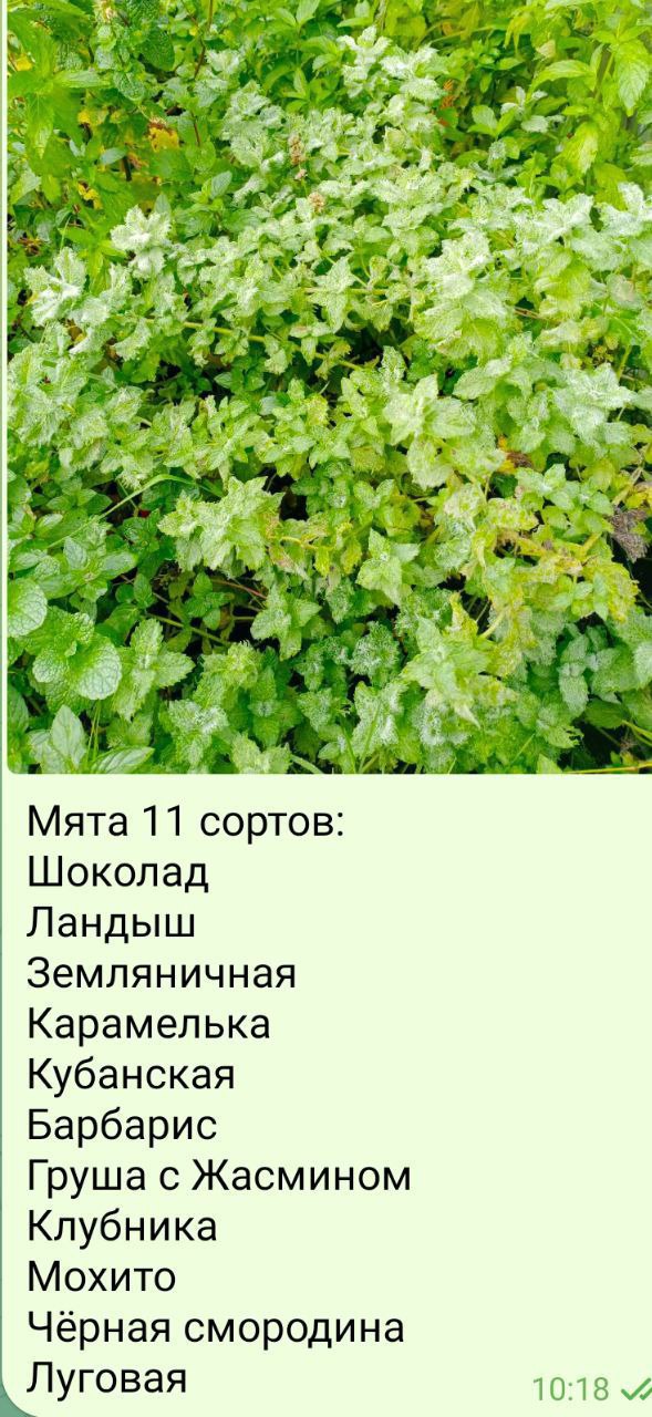 Сад | Огород | Подсобное хозяйство - частное объявление в Калининград