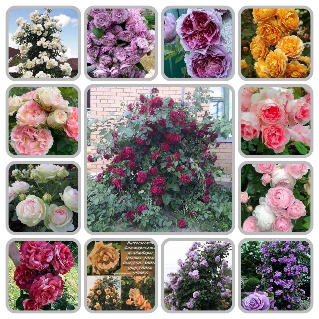 Плетистая роза-Королева сада - частное объявление в Калининград