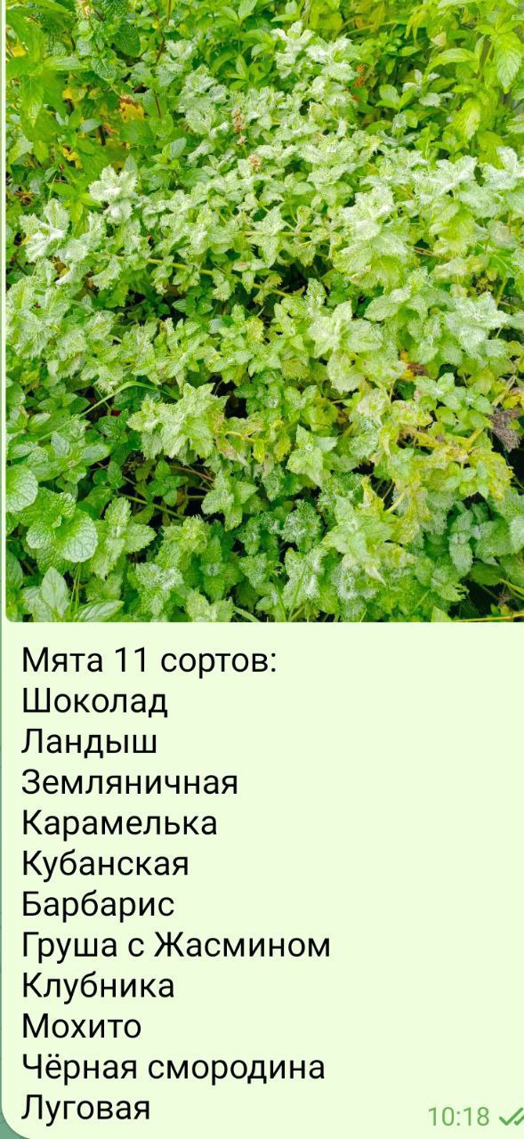 Сад Огород Подсобное хозяйство - частное объявление в Калининград