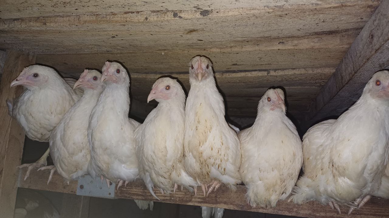 Цыплята Коралл Ник/Супер Ник для домашнего хозяйства - Животные в Калининград