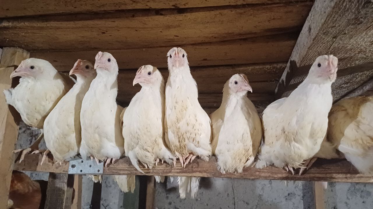 Цыплята Коралл Ник/Супер Ник для домашнего хозяйства - Животные в Калининград - фото 2