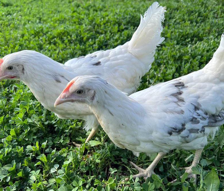 Цыплята Коралл Ник/Супер Ник для домашнего хозяйства - Животные в Калининград - фото 3