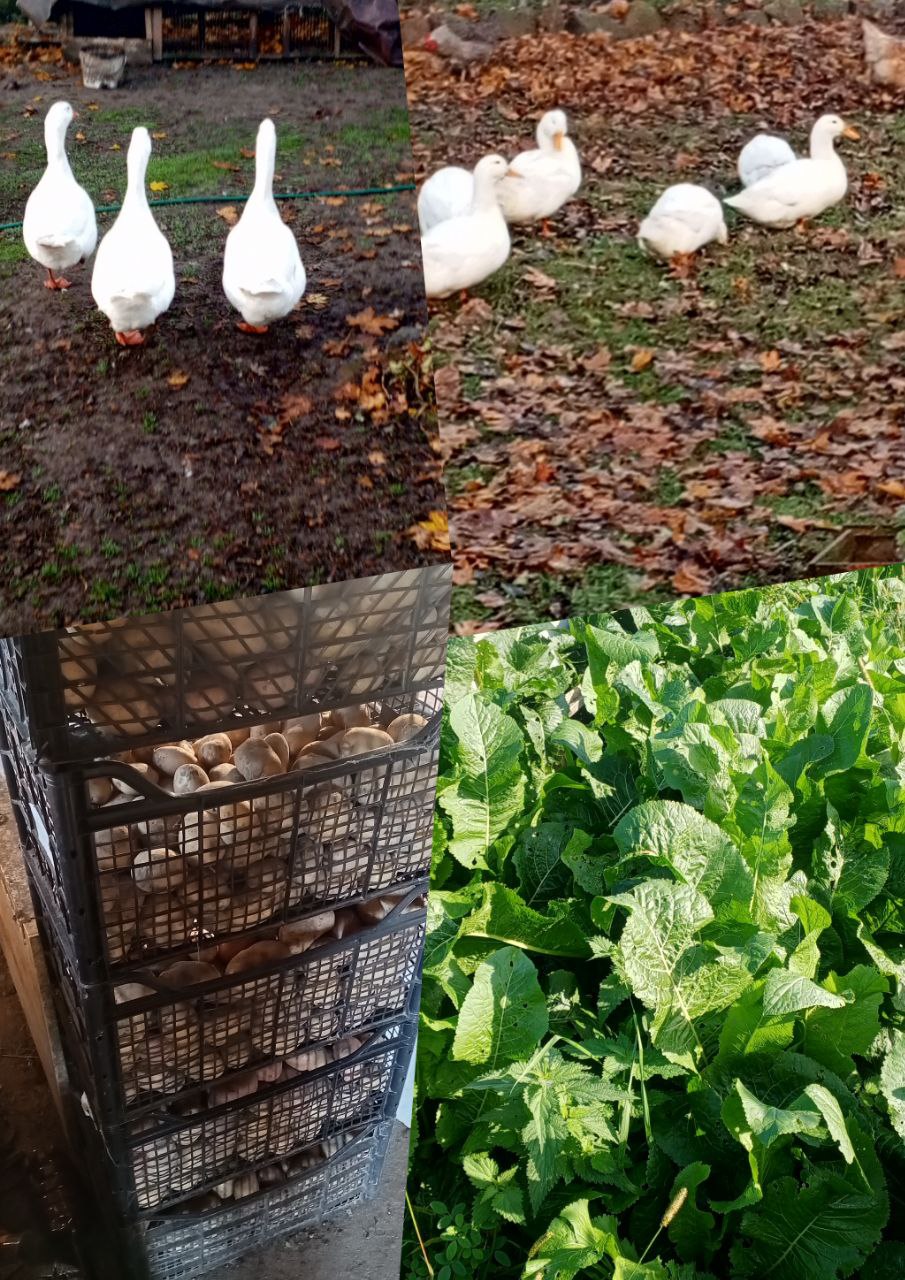 Продажа гусей, уток, картофеля и хрена - Для дома и дачи в Калининград