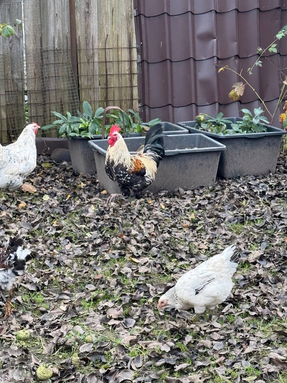 Продам курей и петухов - Животные в Калининград