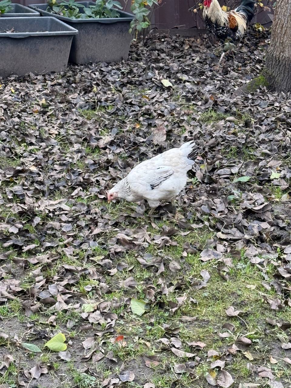 Продам курей и петухов - Животные в Калининград - фото 2