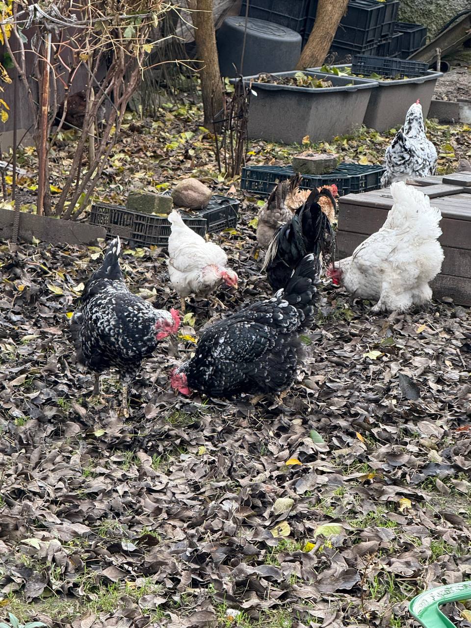 Продам курей и петухов - Животные в Калининград - фото 3